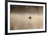 A Cormorant Flies over a Misty Lake at Sunrise-Alex Saberi-Framed Photographic Print