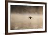 A Cormorant Flies over a Misty Lake at Sunrise-Alex Saberi-Framed Photographic Print
