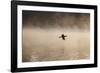 A Cormorant Flies over a Misty Lake at Sunrise-Alex Saberi-Framed Photographic Print