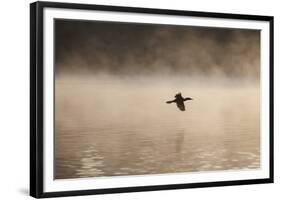 A Cormorant Flies over a Misty Lake at Sunrise-Alex Saberi-Framed Photographic Print