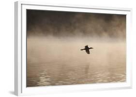 A Cormorant Flies over a Misty Lake at Sunrise-Alex Saberi-Framed Photographic Print