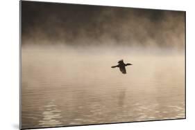 A Cormorant Flies over a Misty Lake at Sunrise-Alex Saberi-Mounted Photographic Print