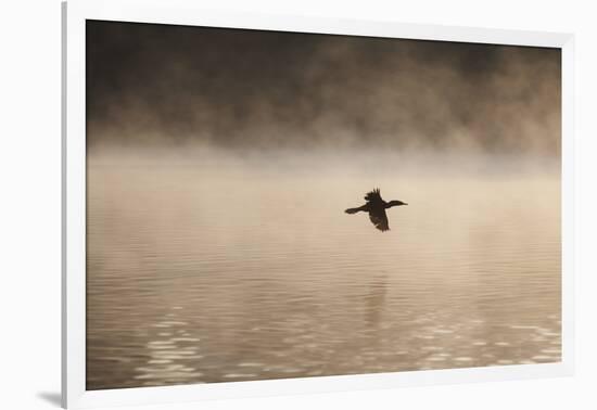 A Cormorant Flies over a Misty Lake at Sunrise-Alex Saberi-Framed Photographic Print