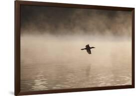 A Cormorant Flies over a Misty Lake at Sunrise-Alex Saberi-Framed Photographic Print