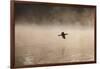 A Cormorant Flies over a Misty Lake at Sunrise-Alex Saberi-Framed Photographic Print