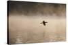 A Cormorant Flies over a Misty Lake at Sunrise-Alex Saberi-Stretched Canvas