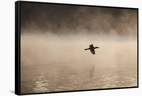 A Cormorant Flies over a Misty Lake at Sunrise-Alex Saberi-Framed Stretched Canvas