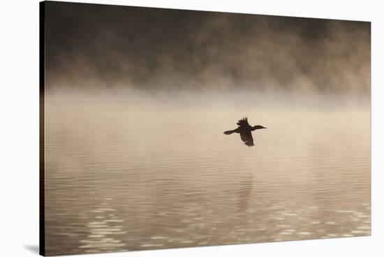 A Cormorant Flies over a Misty Lake at Sunrise-Alex Saberi-Stretched Canvas