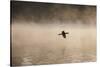 A Cormorant Flies over a Misty Lake at Sunrise-Alex Saberi-Stretched Canvas