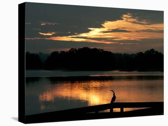 A Cormorant is Silhouetted Against the Waters of Lake Talquin-null-Stretched Canvas