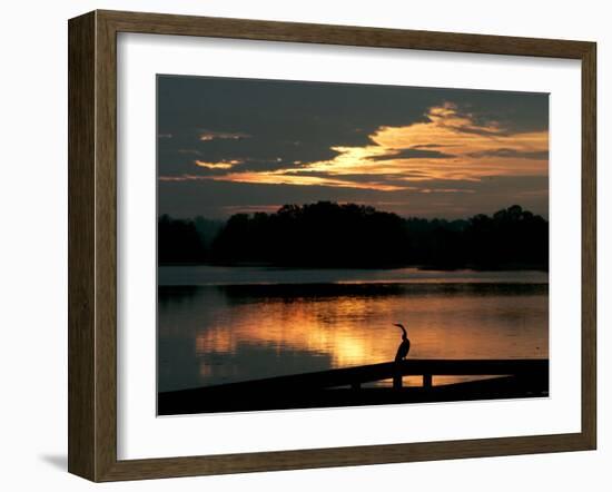 A Cormorant is Silhouetted Against the Waters of Lake Talquin-null-Framed Photographic Print