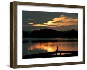 A Cormorant is Silhouetted Against the Waters of Lake Talquin-null-Framed Photographic Print