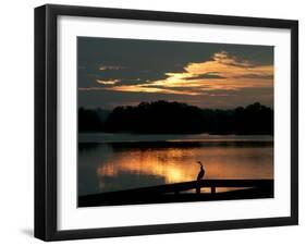 A Cormorant is Silhouetted Against the Waters of Lake Talquin-null-Framed Photographic Print