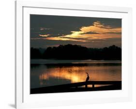 A Cormorant is Silhouetted Against the Waters of Lake Talquin-null-Framed Photographic Print