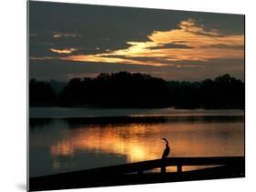 A Cormorant is Silhouetted Against the Waters of Lake Talquin-null-Mounted Photographic Print