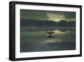 A Cormorant (Phalacrocorax Auritus) Stretches its Wings to Dry Them During Sunrise-Alex Saberi-Framed Photographic Print