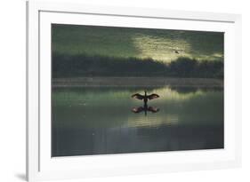 A Cormorant (Phalacrocorax Auritus) Stretches its Wings to Dry Them During Sunrise-Alex Saberi-Framed Photographic Print