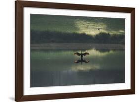 A Cormorant (Phalacrocorax Auritus) Stretches its Wings to Dry Them During Sunrise-Alex Saberi-Framed Photographic Print