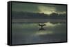 A Cormorant (Phalacrocorax Auritus) Stretches its Wings to Dry Them During Sunrise-Alex Saberi-Framed Stretched Canvas