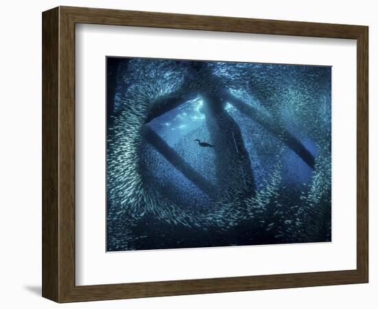 A cormorant swims through baitfish under the oil rigs in Southern California-Stocktrek Images-Framed Photographic Print