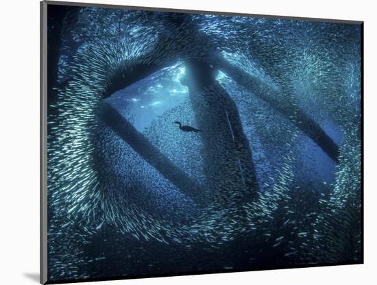 A cormorant swims through baitfish under the oil rigs in Southern California-Stocktrek Images-Mounted Photographic Print