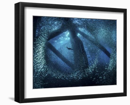 A cormorant swims through baitfish under the oil rigs in Southern California-Stocktrek Images-Framed Photographic Print
