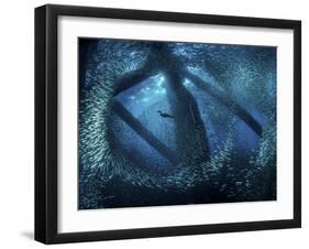 A cormorant swims through baitfish under the oil rigs in Southern California-Stocktrek Images-Framed Photographic Print