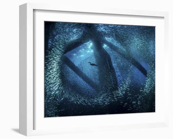 A cormorant swims through baitfish under the oil rigs in Southern California-Stocktrek Images-Framed Photographic Print