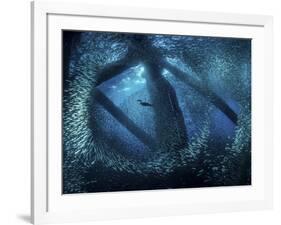 A cormorant swims through baitfish under the oil rigs in Southern California-Stocktrek Images-Framed Photographic Print