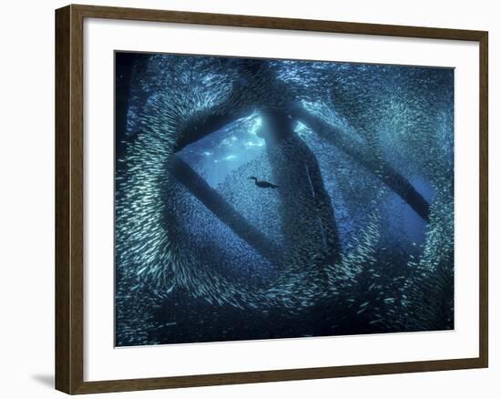 A cormorant swims through baitfish under the oil rigs in Southern California-Stocktrek Images-Framed Photographic Print