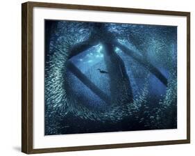 A cormorant swims through baitfish under the oil rigs in Southern California-Stocktrek Images-Framed Photographic Print