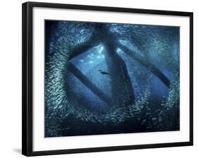 A cormorant swims through baitfish under the oil rigs in Southern California-Stocktrek Images-Framed Photographic Print