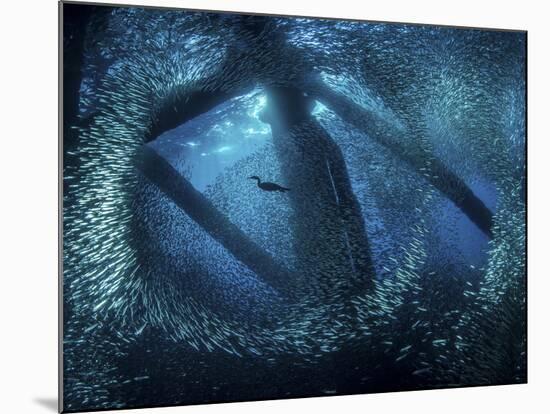 A cormorant swims through baitfish under the oil rigs in Southern California-Stocktrek Images-Mounted Photographic Print