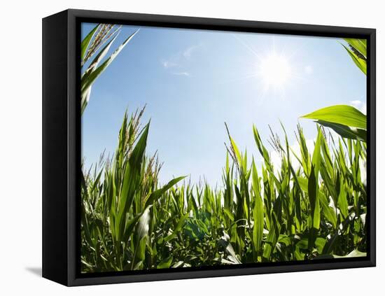 A Corn Field in the Sun-Alexander Feig-Framed Stretched Canvas