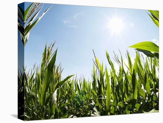 A Corn Field in the Sun-Alexander Feig-Stretched Canvas