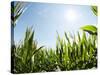 A Corn Field in the Sun-Alexander Feig-Stretched Canvas