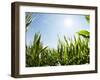 A Corn Field in the Sun-Alexander Feig-Framed Photographic Print