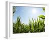 A Corn Field in the Sun-Alexander Feig-Framed Photographic Print