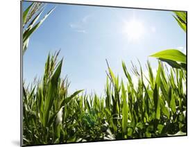 A Corn Field in the Sun-Alexander Feig-Mounted Photographic Print