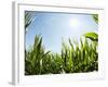 A Corn Field in the Sun-Alexander Feig-Framed Photographic Print