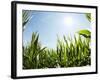 A Corn Field in the Sun-Alexander Feig-Framed Photographic Print