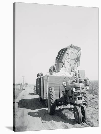 A Cotton Picker Unloading its Contents into a Truck-null-Stretched Canvas