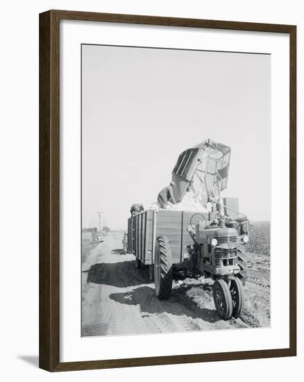 A Cotton Picker Unloading its Contents into a Truck-null-Framed Photographic Print