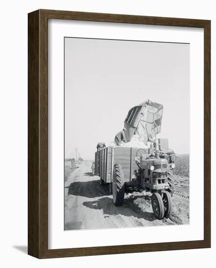 A Cotton Picker Unloading its Contents into a Truck-null-Framed Photographic Print