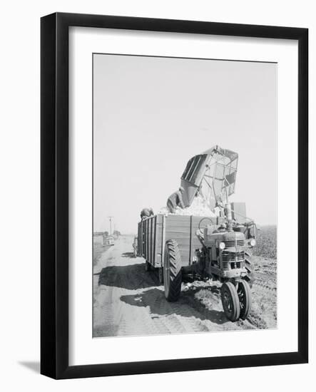A Cotton Picker Unloading its Contents into a Truck-null-Framed Photographic Print
