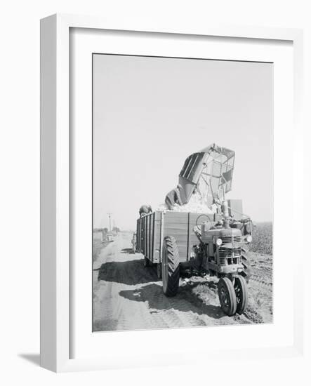 A Cotton Picker Unloading its Contents into a Truck-null-Framed Photographic Print