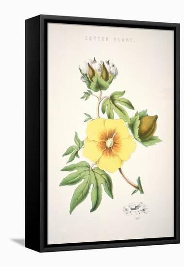 A Cotton Plant (Colour Litho)-American-Framed Stretched Canvas