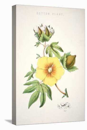 A Cotton Plant (Colour Litho)-American-Stretched Canvas