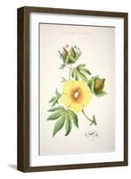 A Cotton Plant (Colour Litho)-American-Framed Giclee Print