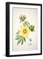 A Cotton Plant (Colour Litho)-American-Framed Giclee Print